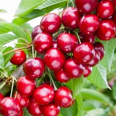 Вишня МАЛЮТКА колонновидная  Вишня МАЛЮТКА колонновидная в Казани