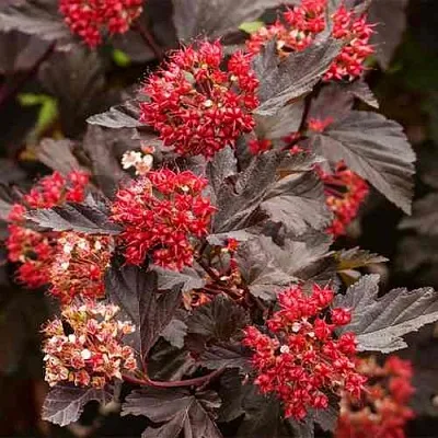 Пузыреплодник РЕД БАРОН в Казани