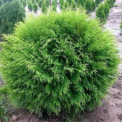 Туя ЛИТЛ ЧЕМПИОН западная  Туя ЛИТЛ ЧЕМПИОН западная в Казани