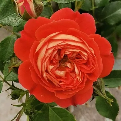 Саженцы роз СТАРЛЕТ РОУЗ КАРМЕН плетистая  Саженцы роз СТАРЛЕТ РОУЗ КАРМЕН плетистая в Казани