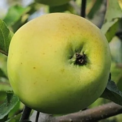 Яблоня РОССИЯНКА в Казани