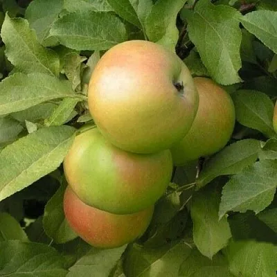 Яблоня ВЕРБНОЕ в Казани