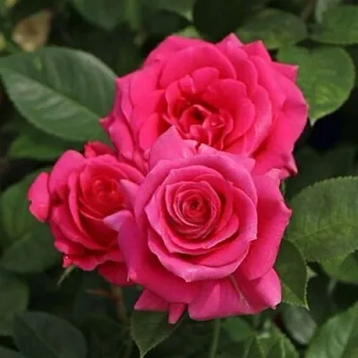 Саженцы роз ЛАВ ЛЕТТЕР флорибунда  Саженцы роз ЛАВ ЛЕТТЕР флорибунда в Казани