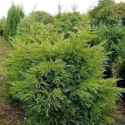 Можжевельник КУРИВАО ГОЛД китайский  Можжевельник КУРИВАО ГОЛД китайский в Казани