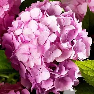 Гортензия БУКЕТ РОУЗ крупнолистная  Гортензия БУКЕТ РОУЗ крупнолистная в Казани