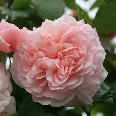 Саженцы роз РОЗ ДЕ ТОЛБИАК плетистая  Саженцы роз РОЗ ДЕ ТОЛБИАК плетистая в Казани