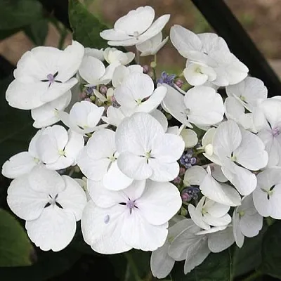 Гортензия ЛИБЕЛЛЕ крупнолистная  Гортензия ЛИБЕЛЛЕ крупнолистная в Казани