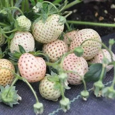 Клубника АНАНАСА ремонтантная в Казани