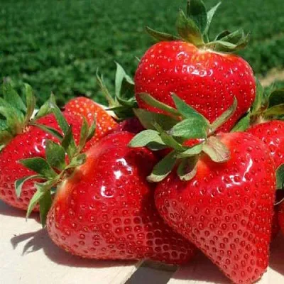 Клубника ДЖОЛИ  Клубника ДЖОЛИ в Казани