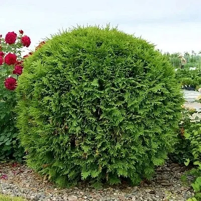 Туя ВУДВАРДИ западная  Туя ВУДВАРДИ западная в Казани