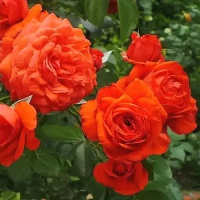 Саженцы роз МАЙНТАУЭР плетистая  Саженцы роз МАЙНТАУЭР плетистая в Казани