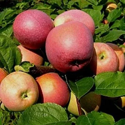 Яблоня СЛАВА ПОБЕДИТЕЛЯМ в Казани