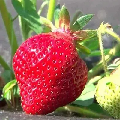 Клубника ХОНЕЙ  Клубника ХОНЕЙ в Казани