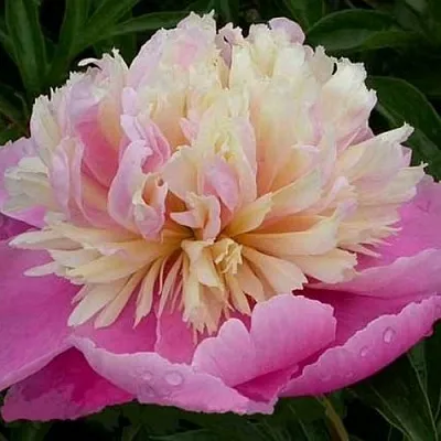 Пион ВЕСЕННЯЯ ПАЛИТРА травянистый  Пион ВЕСЕННЯЯ ПАЛИТРА травянистый в Казани