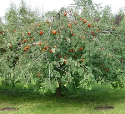 Рябина ПЛАКУЧАЯ сладкоплодная в Казани