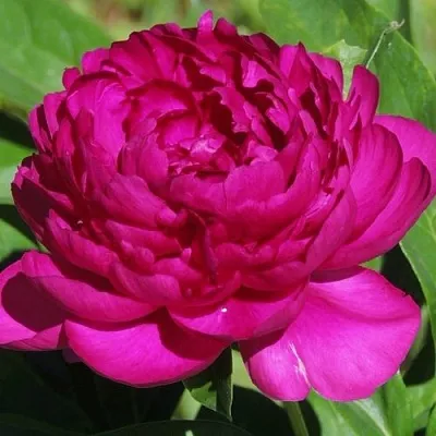 Пион БАРХАТ НОЧИ травянистый  Пион БАРХАТ НОЧИ травянистый в Казани