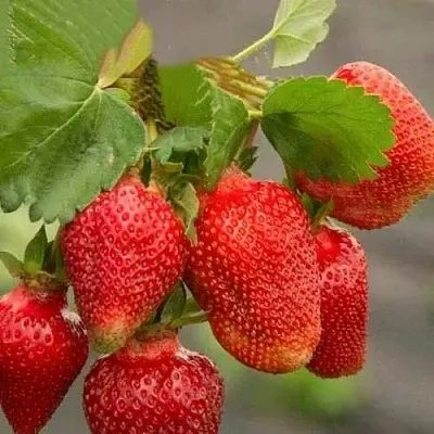 Клубника АЗИЯ  Клубника АЗИЯ в Казани