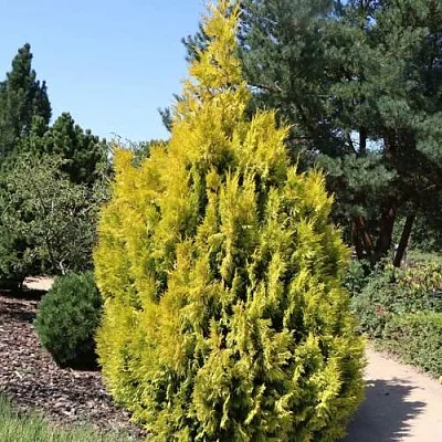 Туя СТОУНХАМ ГОЛД складчатая  Туя СТОУНХАМ ГОЛД складчатая в Казани