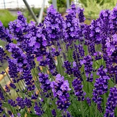 Лаванда ХИДКОТ БЛЮ узколистная  Лаванда ХИДКОТ БЛЮ узколистная в Казани