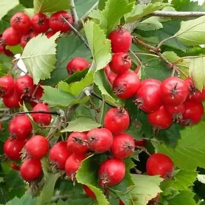 Боярышник СВАЯК  Боярышник СВАЯК в Казани