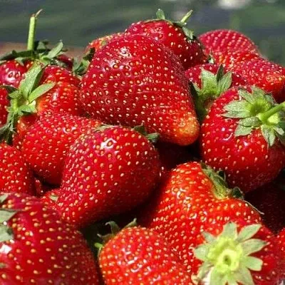 Клубника ПИРЧИНКЬЮ  Клубника ПИРЧИНКЬЮ в Казани