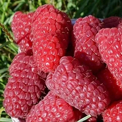 Малина САМОСВАЛ  Малина САМОСВАЛ в Казани