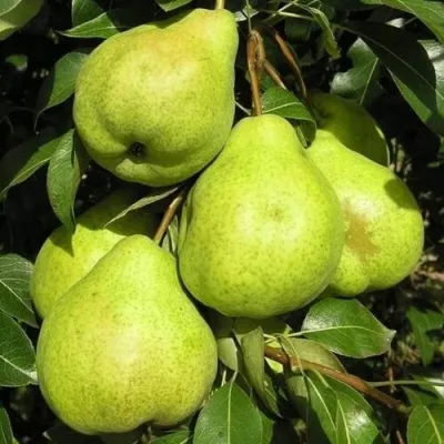 Груша АВГУСТОВСКАЯ РОСА — описание сорта Груша АВГУСТОВСКАЯ РОСА в Казани