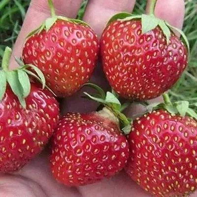 Клубника ВИМА ЗАНТА  Клубника ВИМА ЗАНТА в Казани