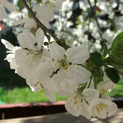 Вишня УМБРАКУЛИФЕРА  Вишня УМБРАКУЛИФЕРА в Казани