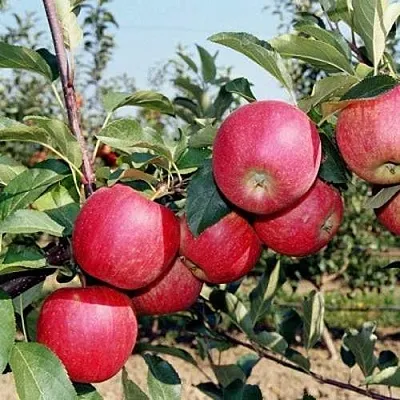 Яблоня АПОРТ в Казани