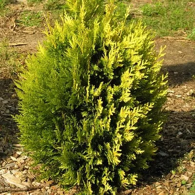 Туя КОППЕР ГОЛД западная  Туя КОППЕР ГОЛД западная в Казани