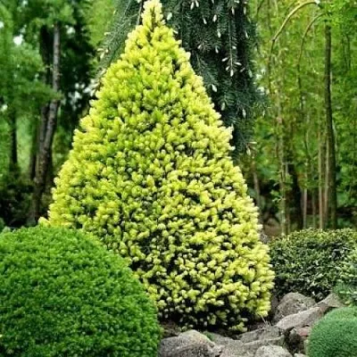 Ель РЕЙНБОУЗ ЭНД сизая  Ель РЕЙНБОУЗ ЭНД сизая в Казани