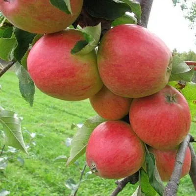 Яблоня ПИККОЛО в Казани