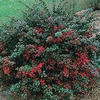 Барбарис РЕД ДЖЕВЕЛ средний   Барбарис РЕД ДЖЕВЕЛ средний  в Казани