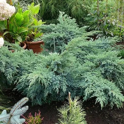 Можжевельник БЛЮ ШВЕД (СВИД) чешуйчатый  Можжевельник БЛЮ ШВЕД (СВИД) чешуйчатый в Казани