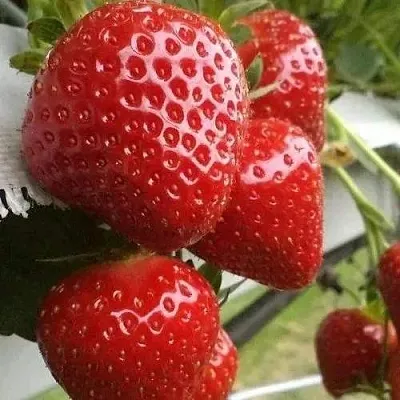 Клубника АРГЕНТЕРА  Клубника АРГЕНТЕРА в Казани