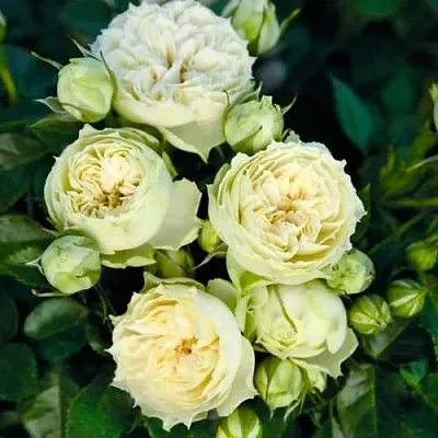 Саженцы роз БЛАНШЕТТ спрей  Саженцы роз БЛАНШЕТТ спрей в Казани