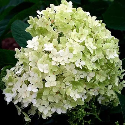 Гортензия СТЕРИЛИС древовидная  в Казани