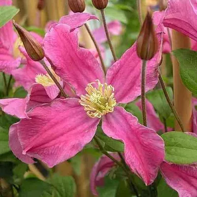 Клематис ИНСПИРЕЙШН ЗОЙН в Казани