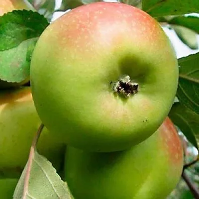 Яблоня БРАТ ЧУДНОГО стелющаяся в Казани