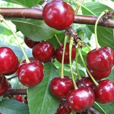 Вишня ТУРГЕНЕВКА  Вишня ТУРГЕНЕВКА в Казани