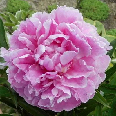 Пион РИМ травянистый  Пион РИМ травянистый в Казани