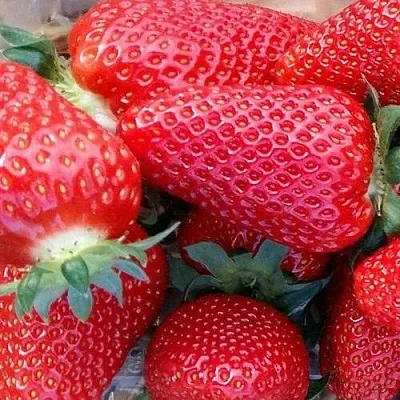 Клубника АМИ  Клубника АМИ в Казани