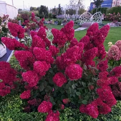 Гортензия САМАРСКАЯ ЛИДИЯ метельчатая  Гортензия САМАРСКАЯ ЛИДИЯ метельчатая в Казани