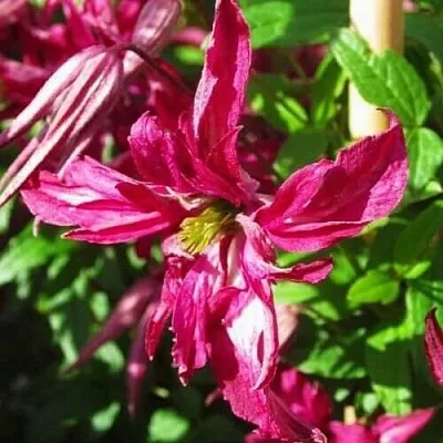 Клематис РОЗАЛИН в Казани