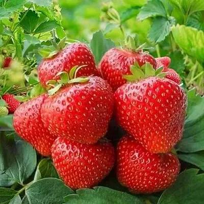 Клубника КИМБЕРЛИ  Клубника КИМБЕРЛИ в Казани