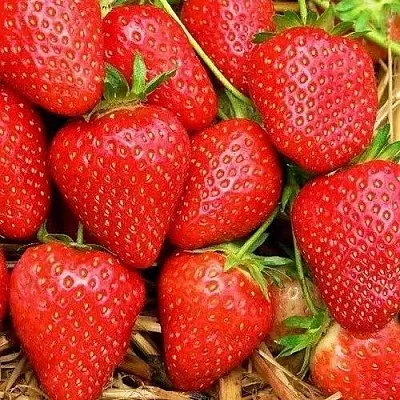 Клубника КВИКИ  Клубника КВИКИ в Казани