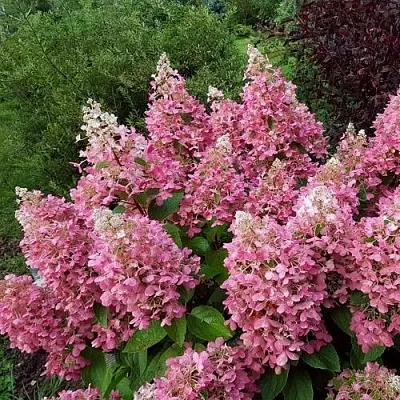 Гортензия ПИНКИ ВИНКИ метельчатая  Гортензия ПИНКИ ВИНКИ метельчатая в Казани