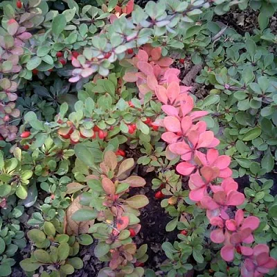 Барбарис ГРИН КАРПЕТ тунберга  Барбарис ГРИН КАРПЕТ тунберга в Казани