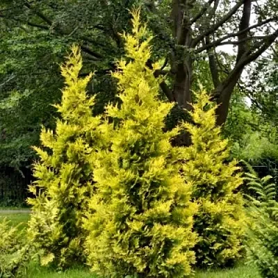 Туя ГОЛДЕН БРАБАНТ западная  Туя ГОЛДЕН БРАБАНТ западная в Казани